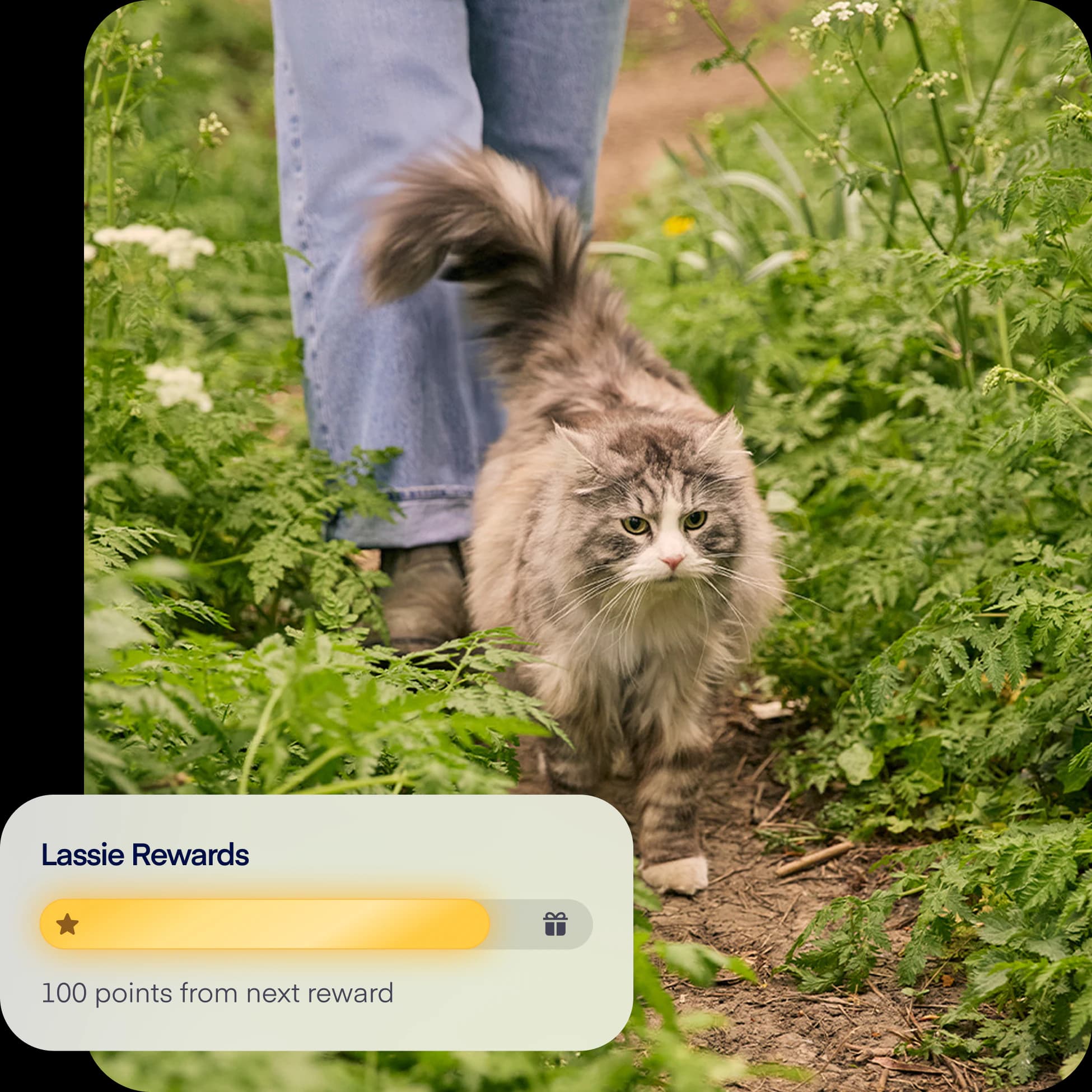 NEW-photo-reward-overlay-cat