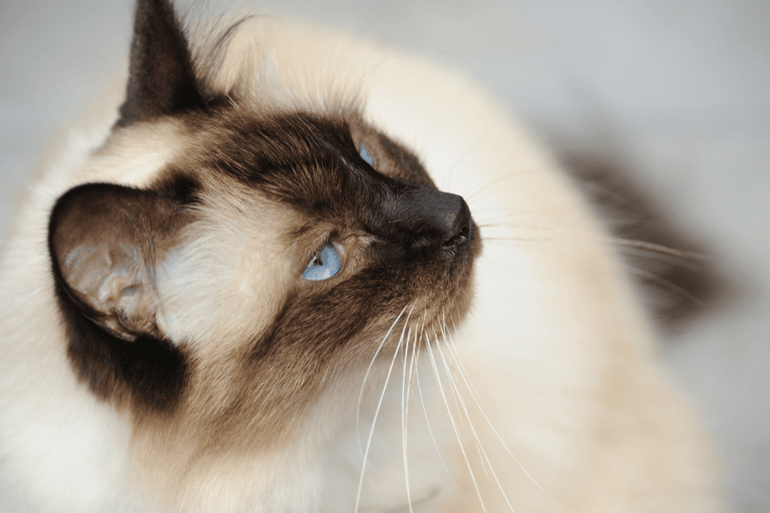 Cat Birman