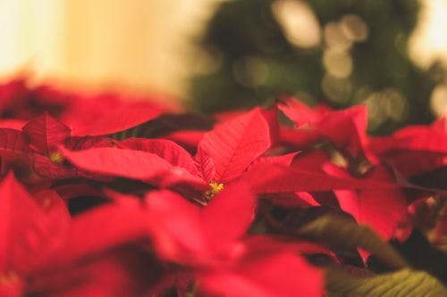 Christmas flowers that can cause poisoning in your dog