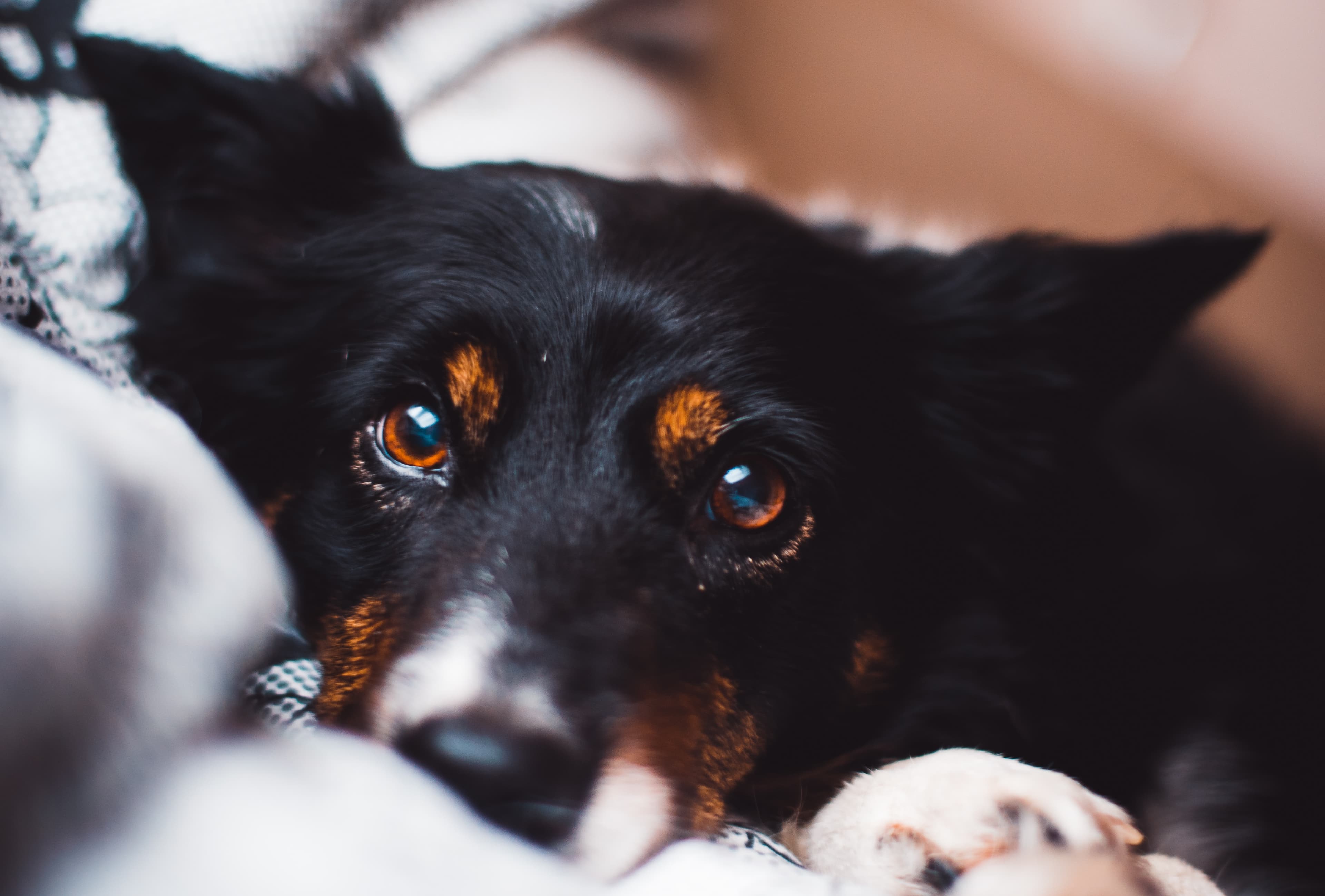 Hund närbild