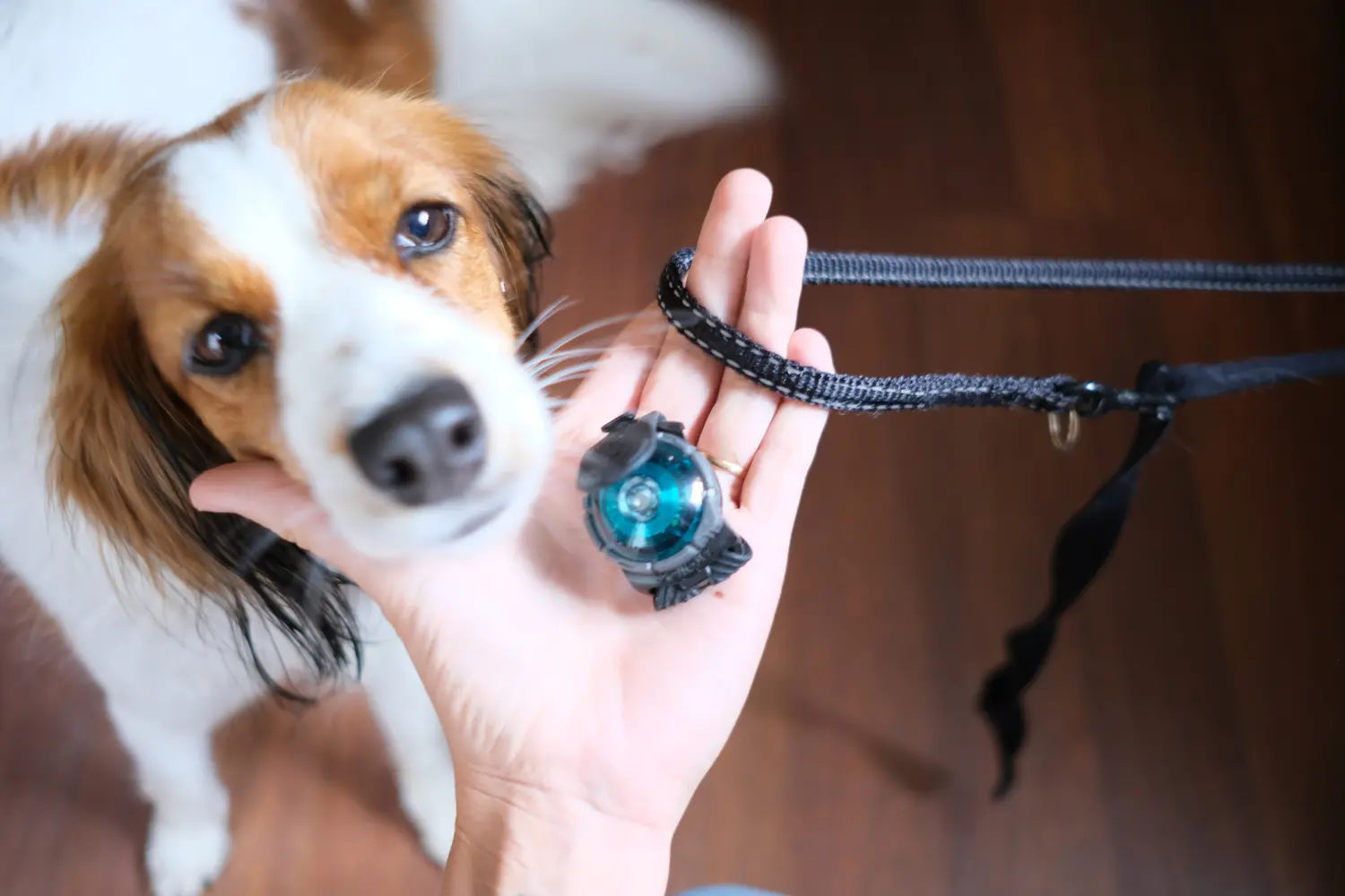 Hund tittar in i kameran bredvid ett koppel, reflex och lampa