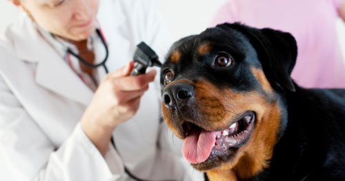 Hur du tränar din hund inför veterinärbesöket