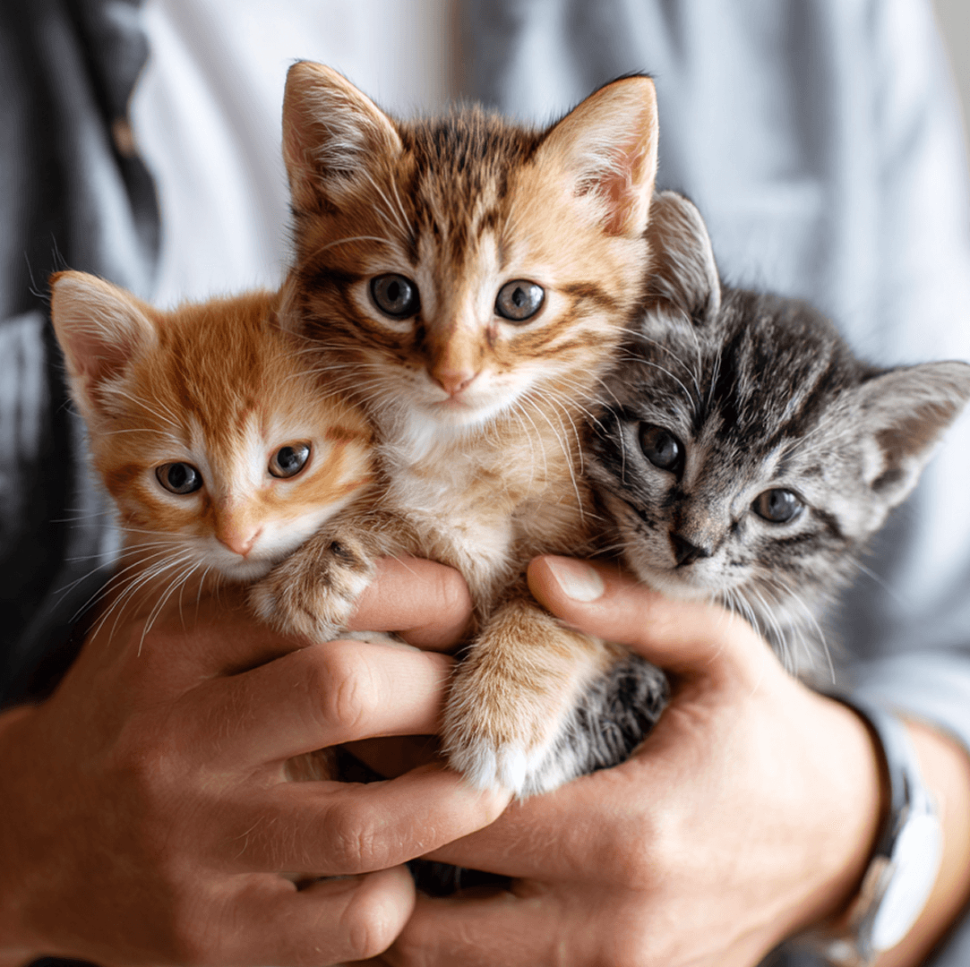 Swe: Breeders benefits