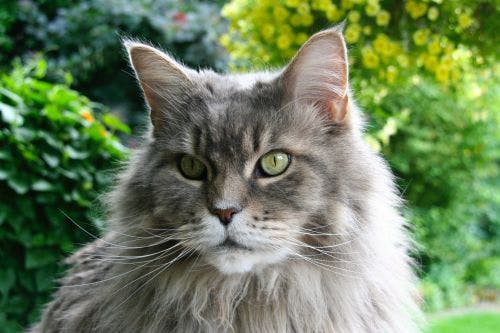 Idiopatisk cystit hos katt - Symtom, diagnos & orsak