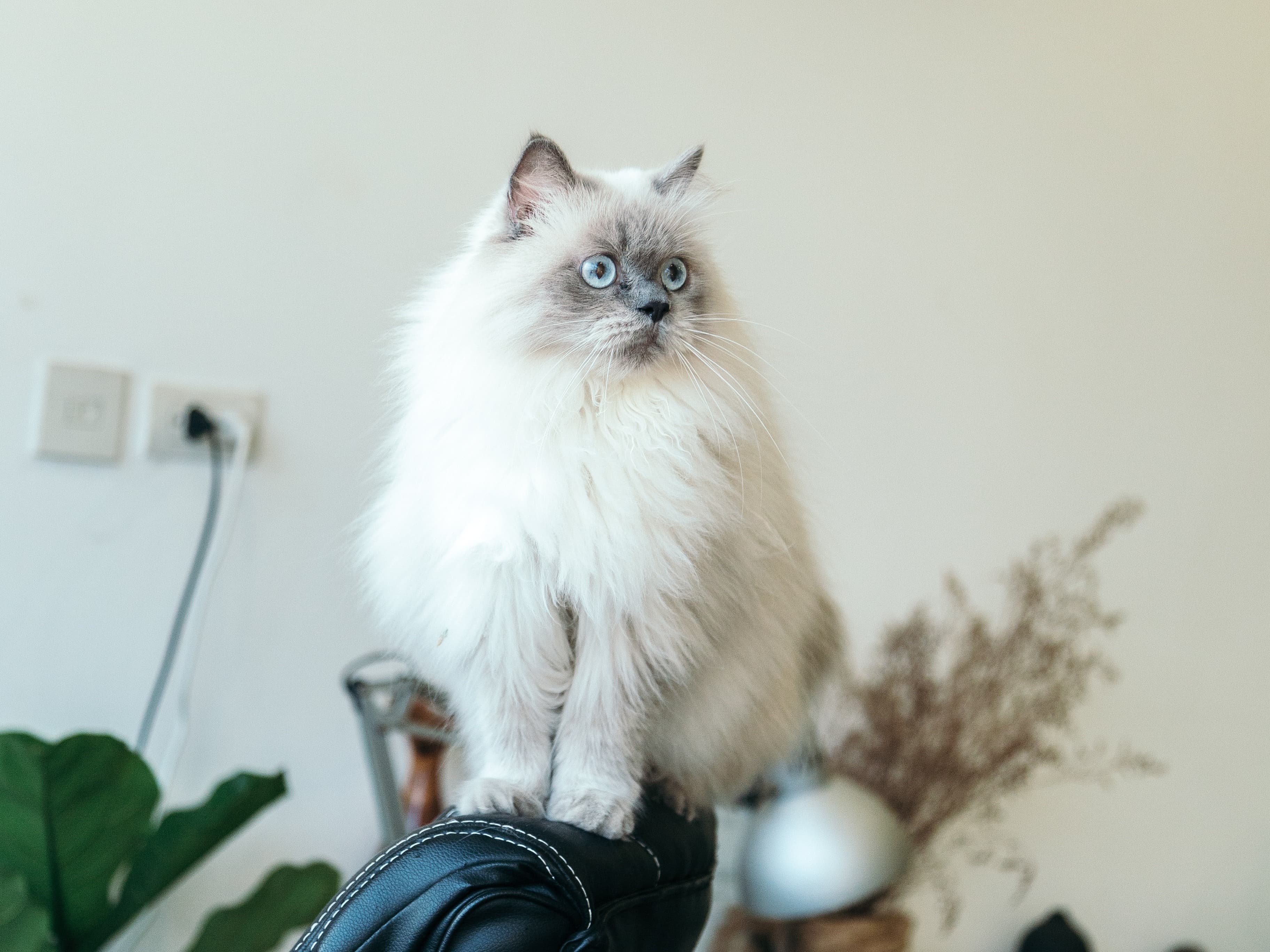 kattförsäkring bäst i test