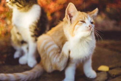 How to detect allergies in your cat