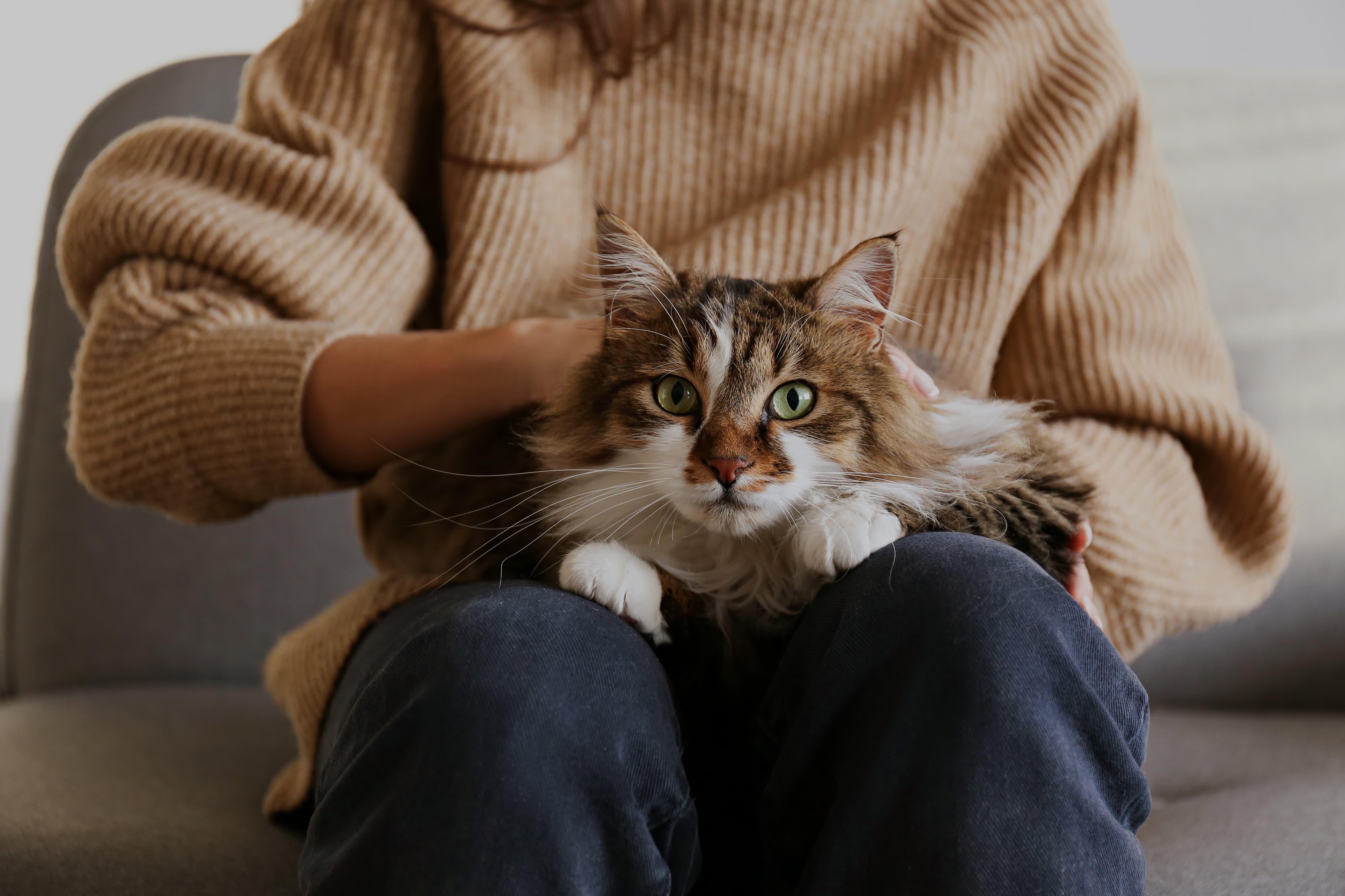 cat in arms