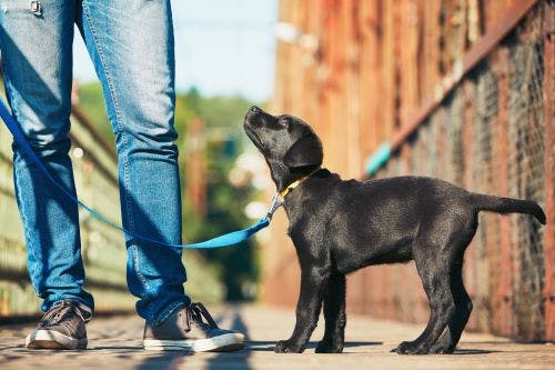 How to do environmental training with your puppy