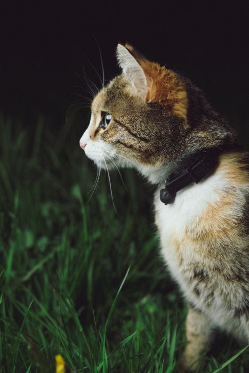 Katter som bråkar - Om kattslagsmål - Tips & råd