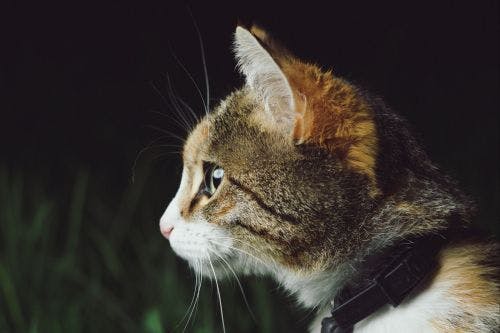 Katter som bråkar - Om kattslagsmål - Tips & råd