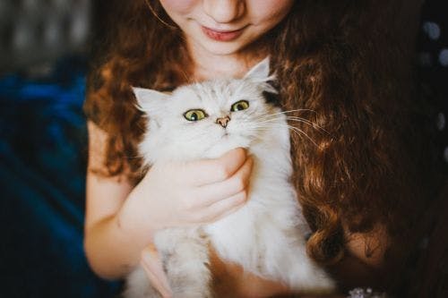 Children can cause stress in cats