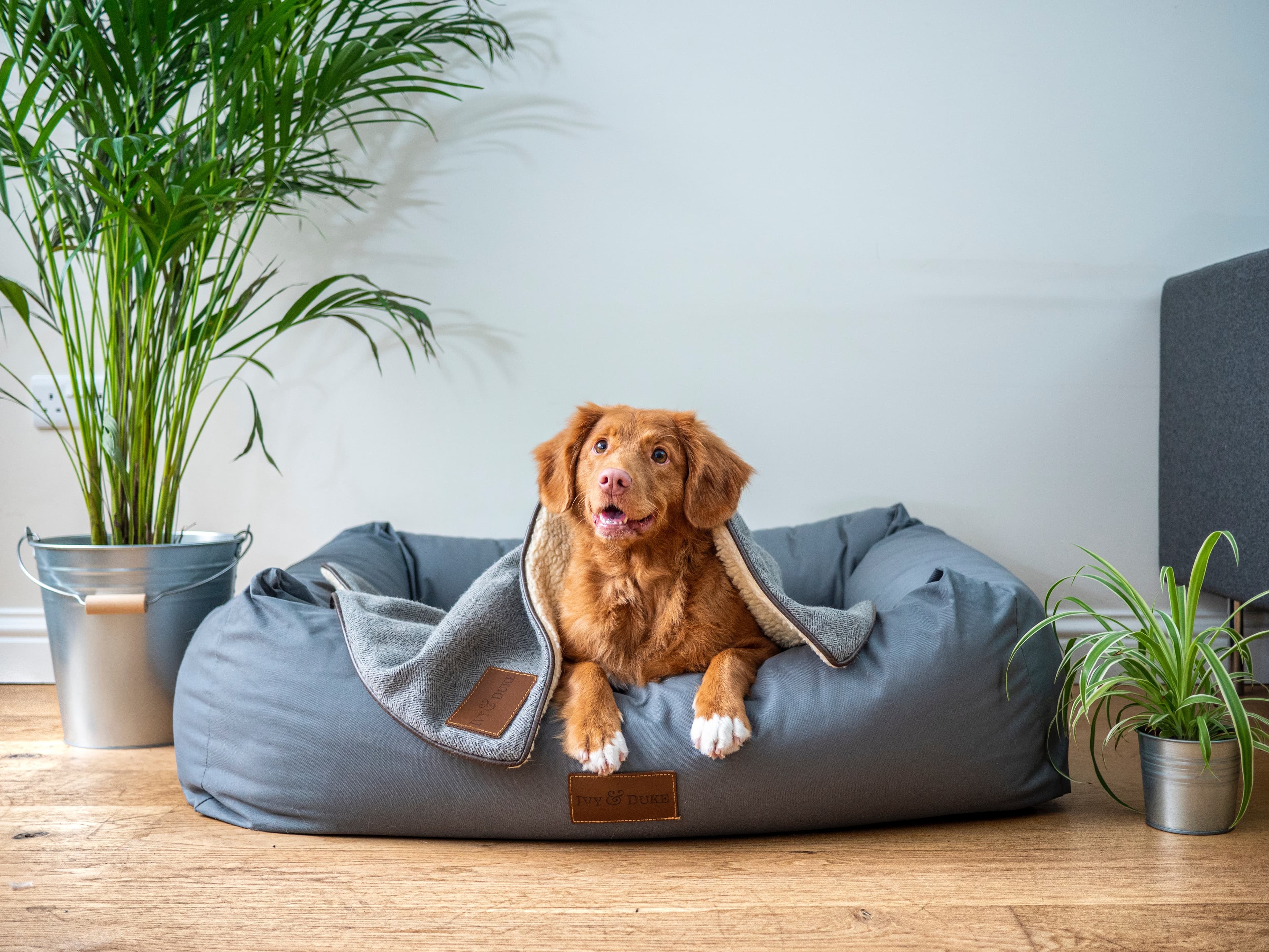 hund bädd
