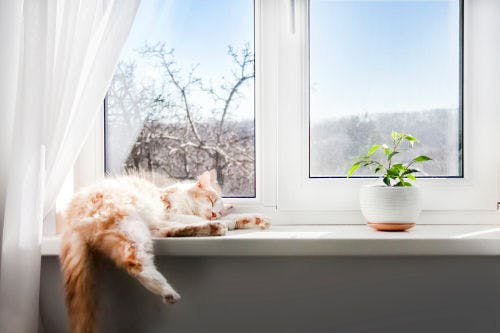 Cat-proof your home
