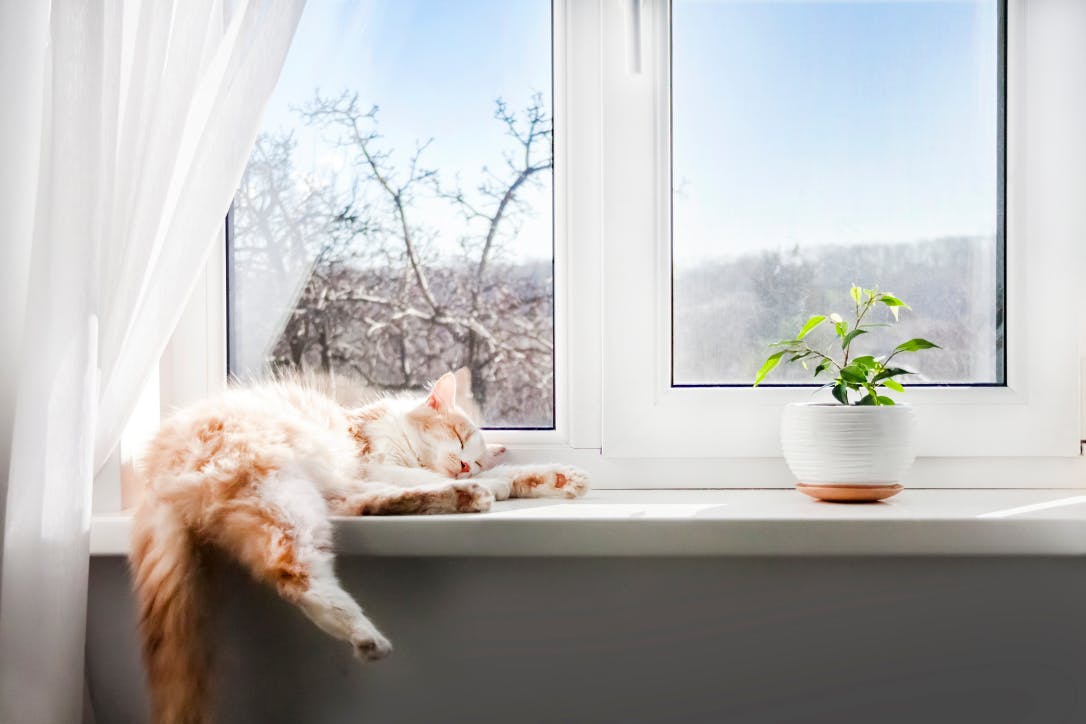 En charmig katt sitter på en fönsterbräda och funderar över kostnaden för en kattförsäkring. Jämför priser för kattförsäkringar för att säkerställa det bästa skyddet för din kattväns hälsa och välbefinnande.