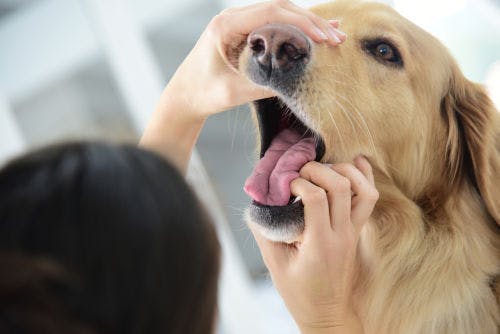Examine your dog's teeth and mouth