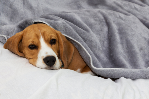How to find out if your dog has a fever