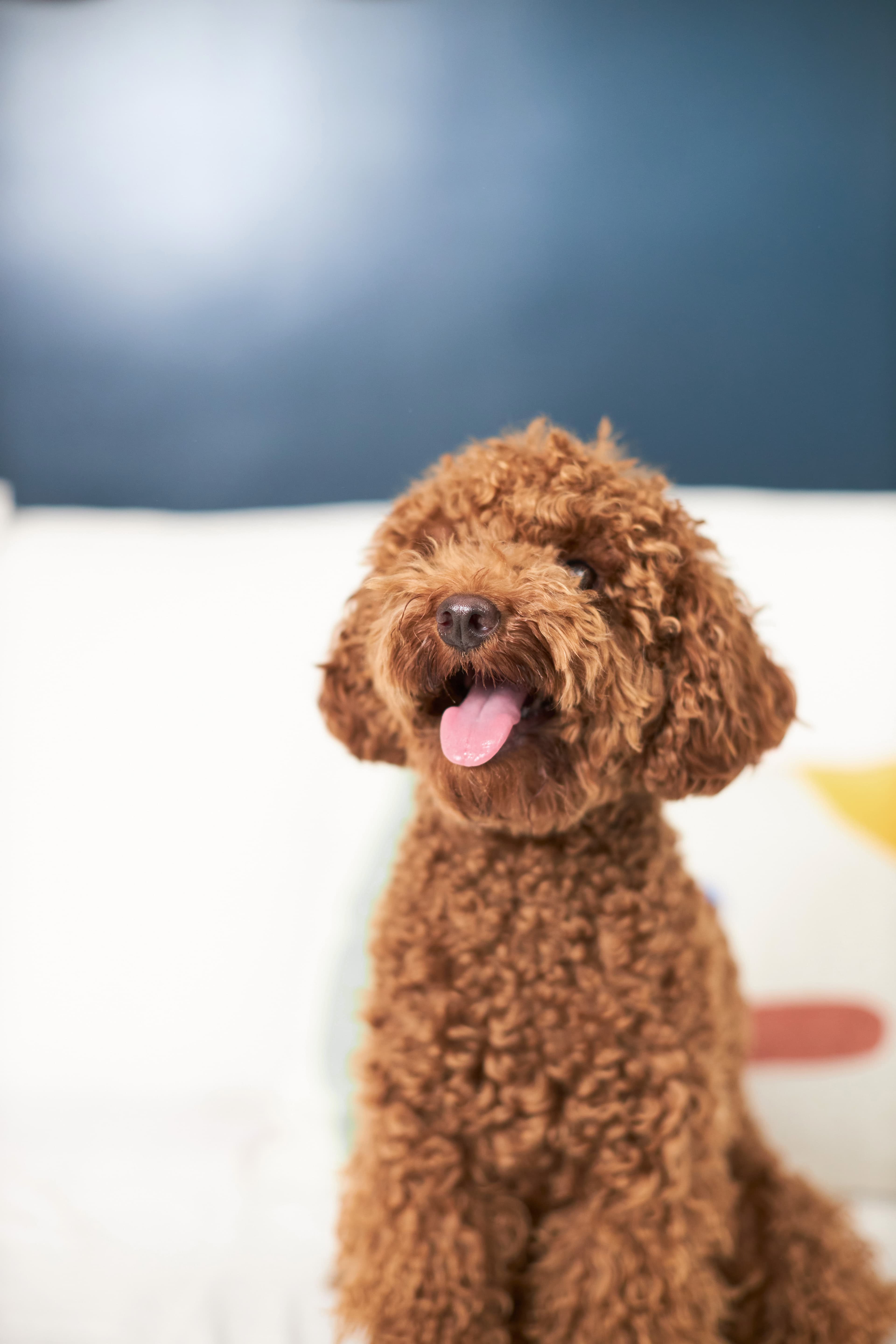 Två små valpar som lutar sig mot varandra och tittar fram bakom en träkant.