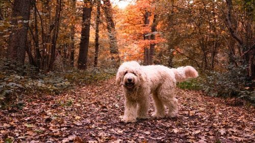 Vad gäller när hunden är lös i skog och mark?