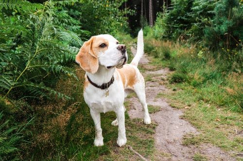 Beagle-guiden