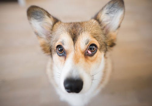 Cherry eye hos hund - Symtom, orsak & behandling