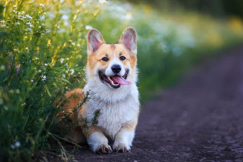 How to avoid ticks transmitting disease to your dog