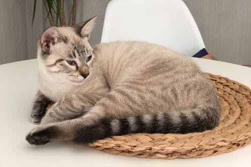 Tandlossning hos katt - Orsak & Symtom