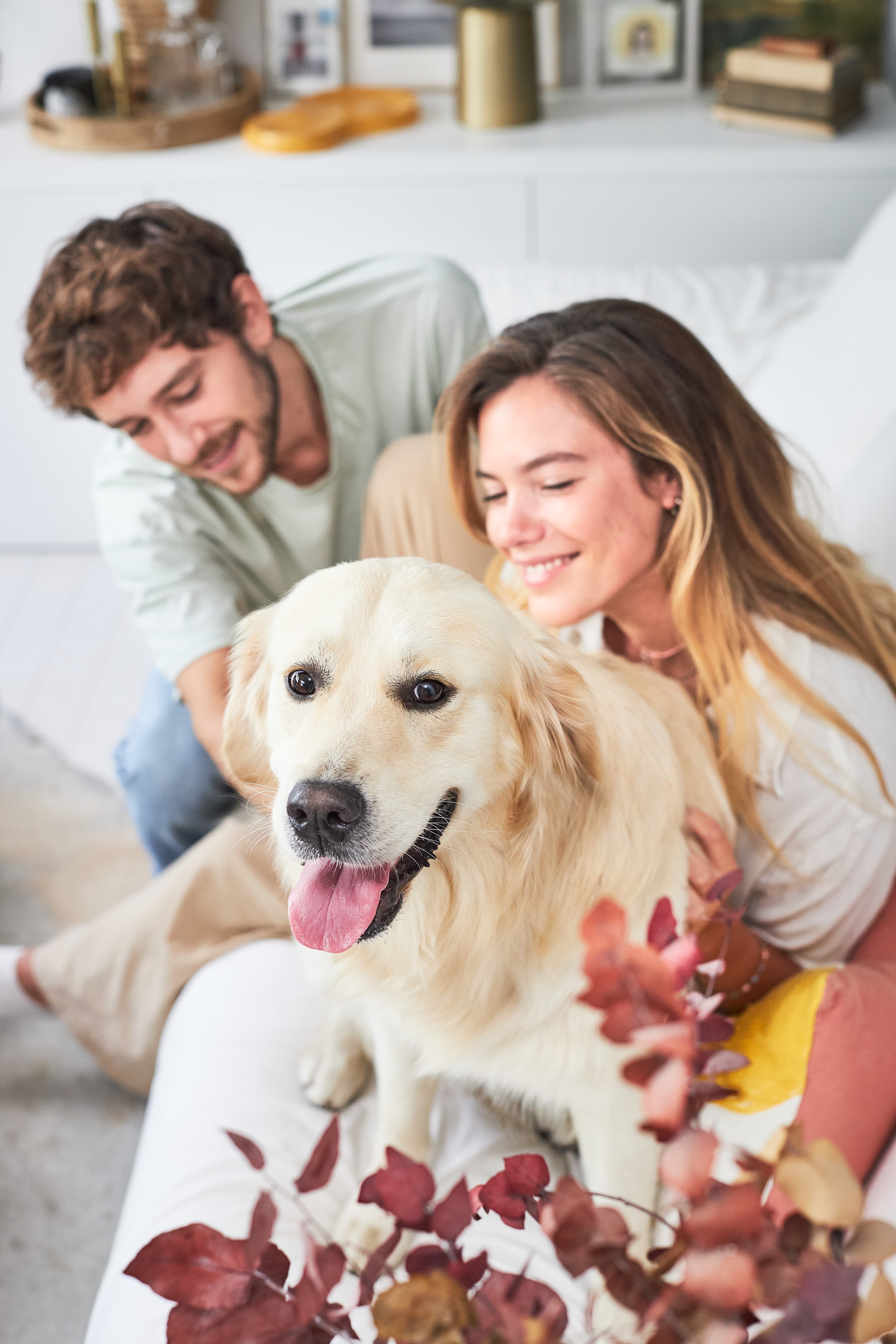 Dog being petted