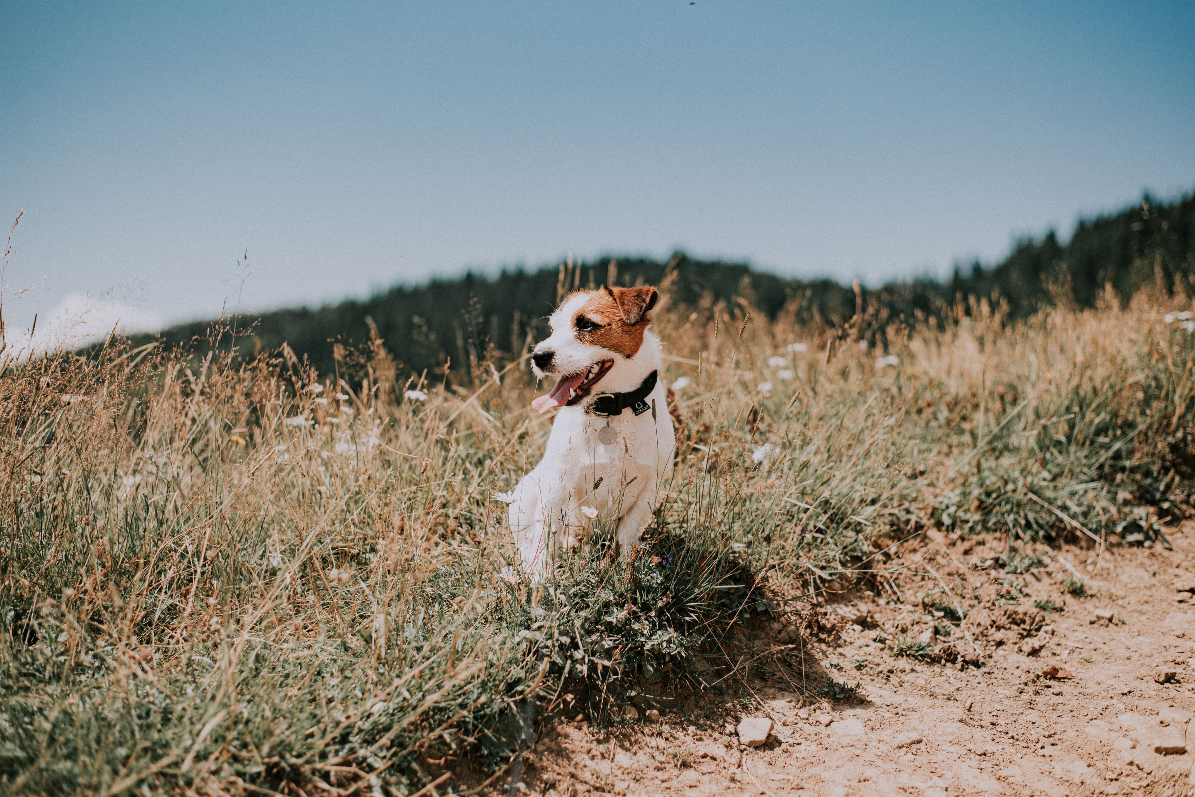 Jack Russel Terrier