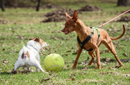 What to do if your dog gets into a dogfight