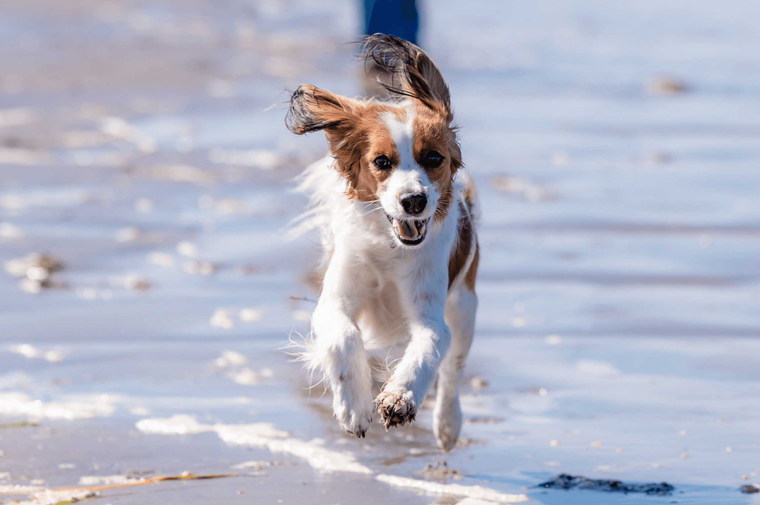 Hund leker i vatten