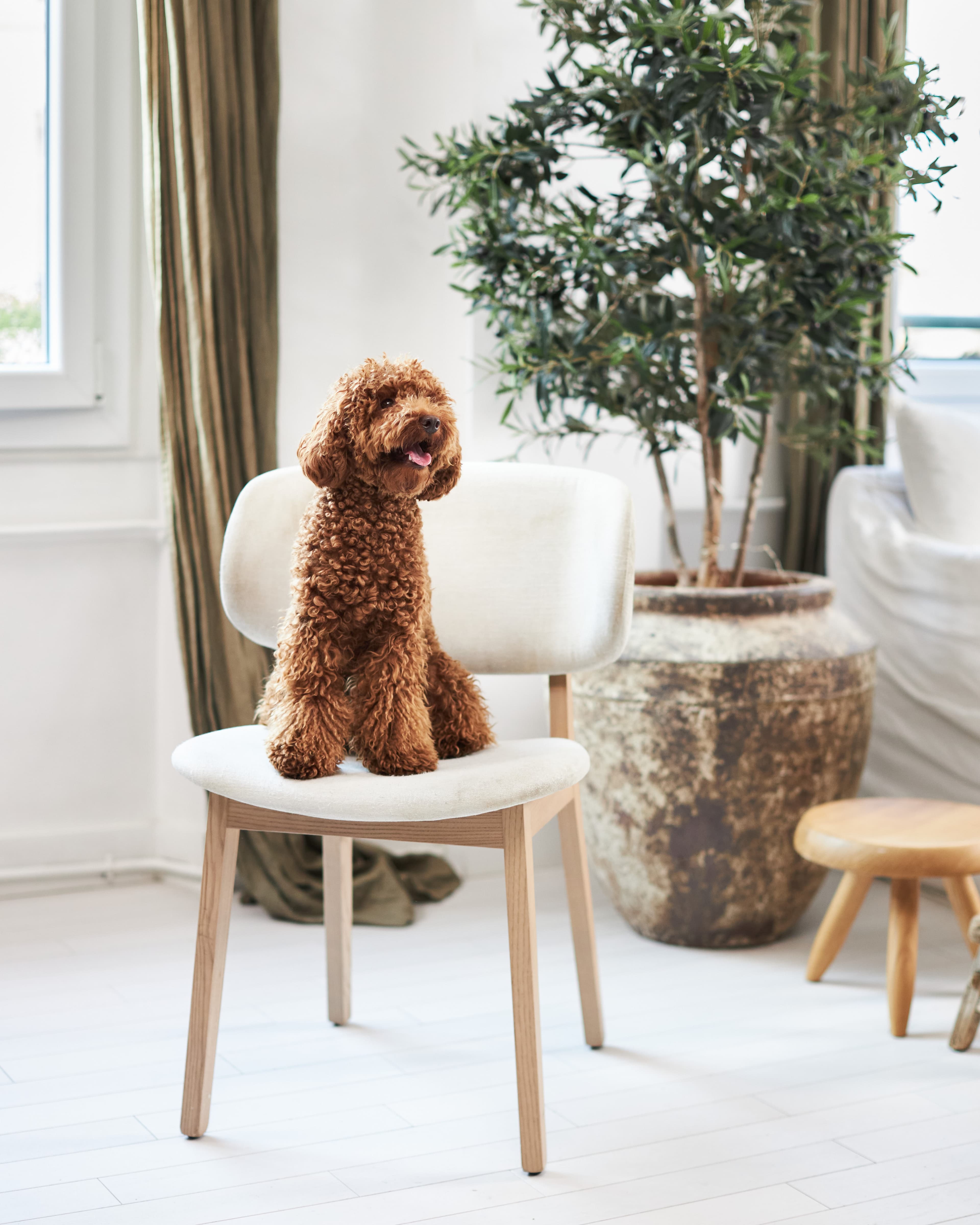 Dog in office