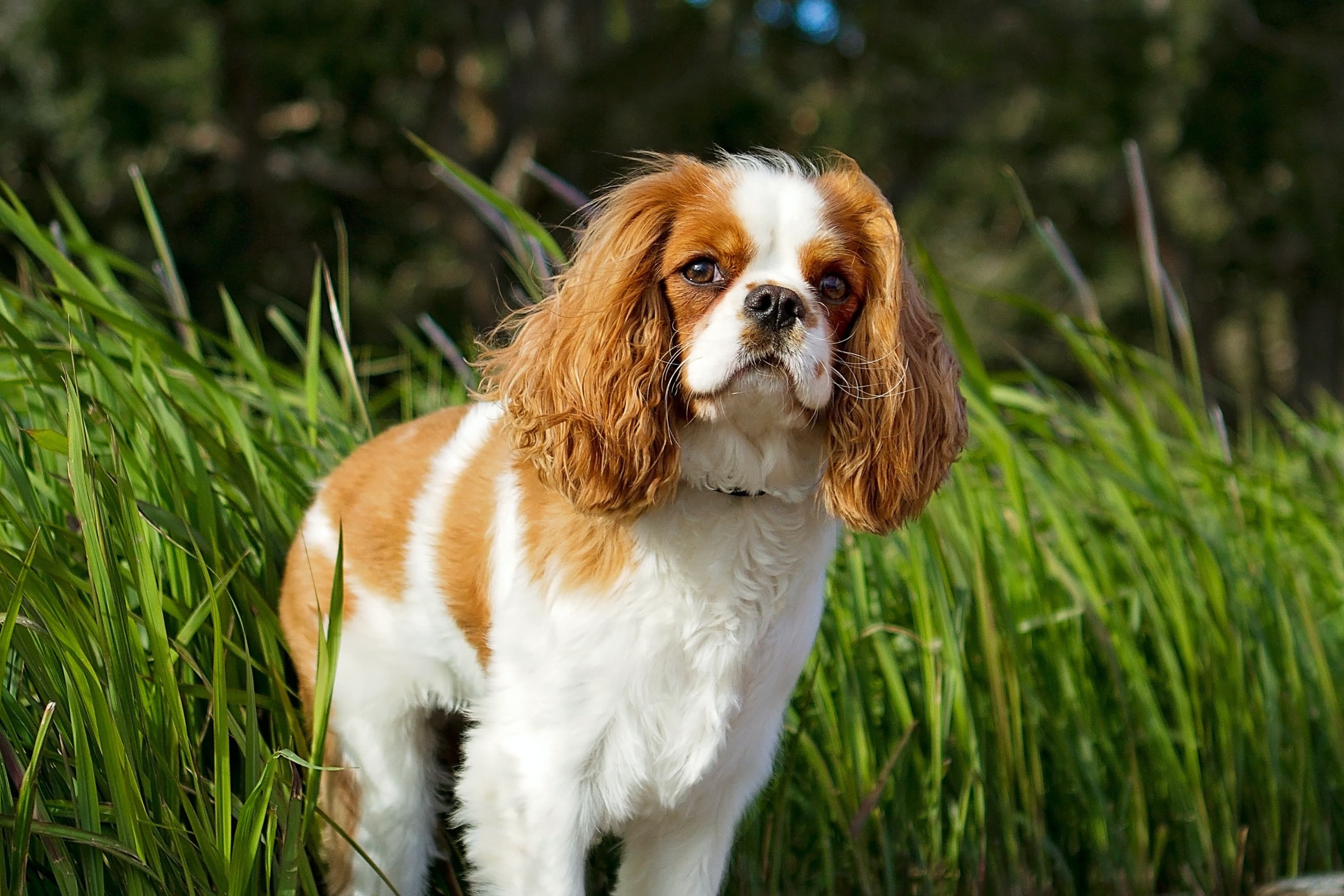 Cavalier king charles spaniel