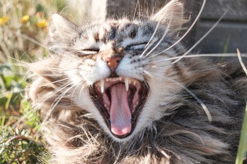 Därför är det viktigt att borsta kattens tänder - Tips & råd