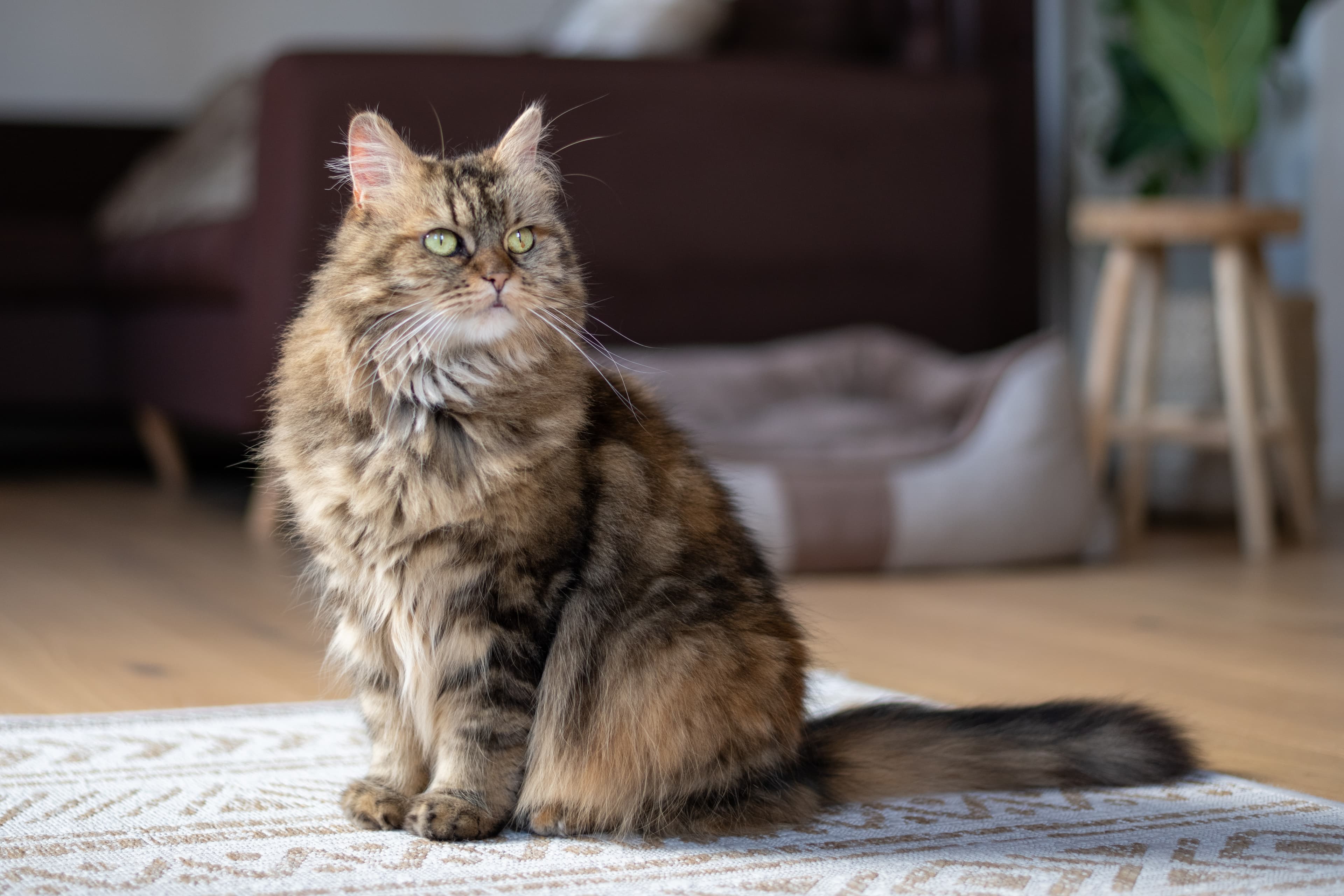 Katt inomhus