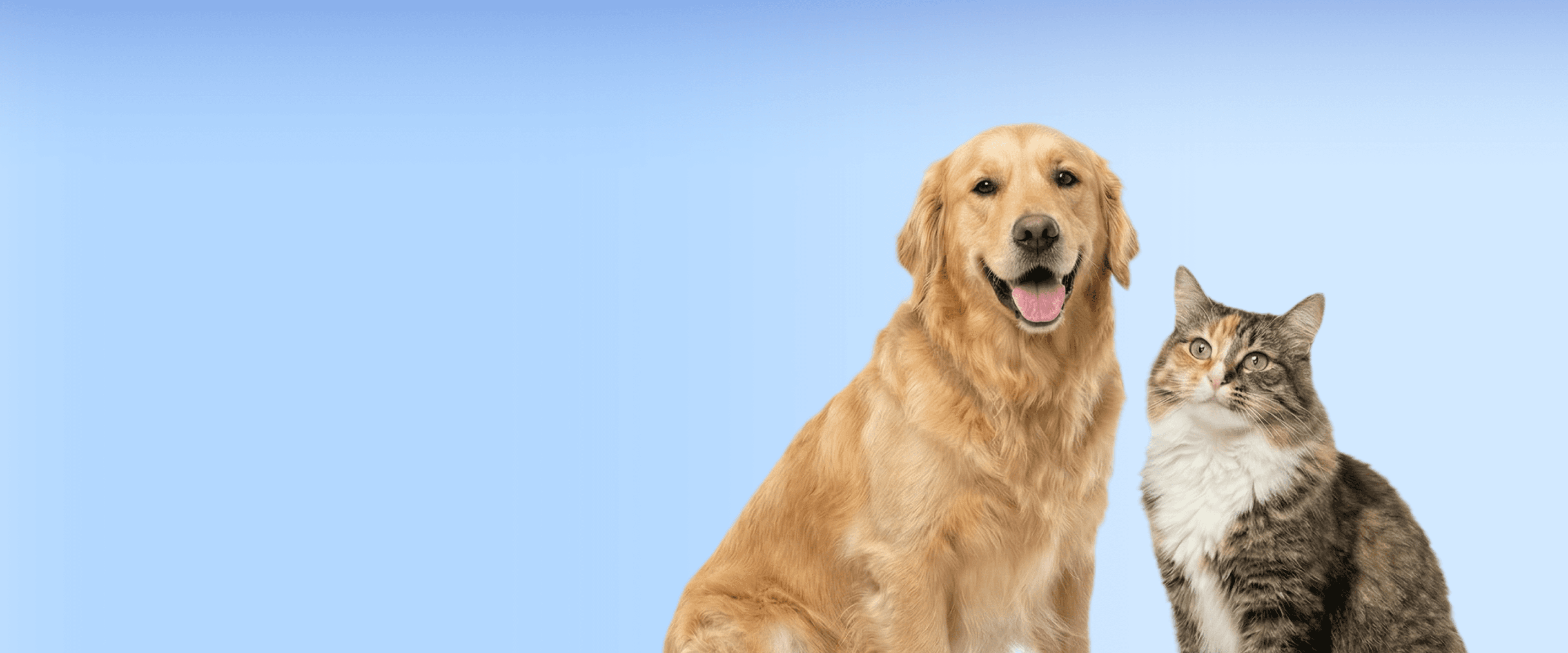Shelter Donation Evergreen Landing Page Header Desktop 3360×1400