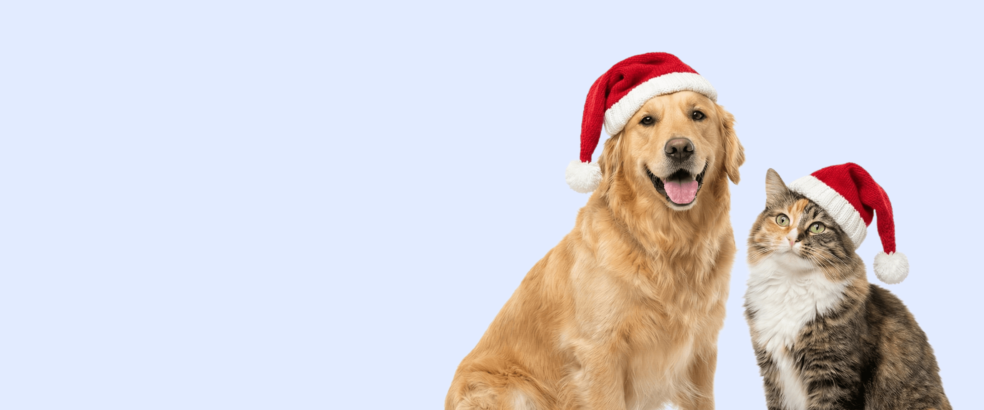 Kampagne Tierheim Berlin 2025 (Hero)