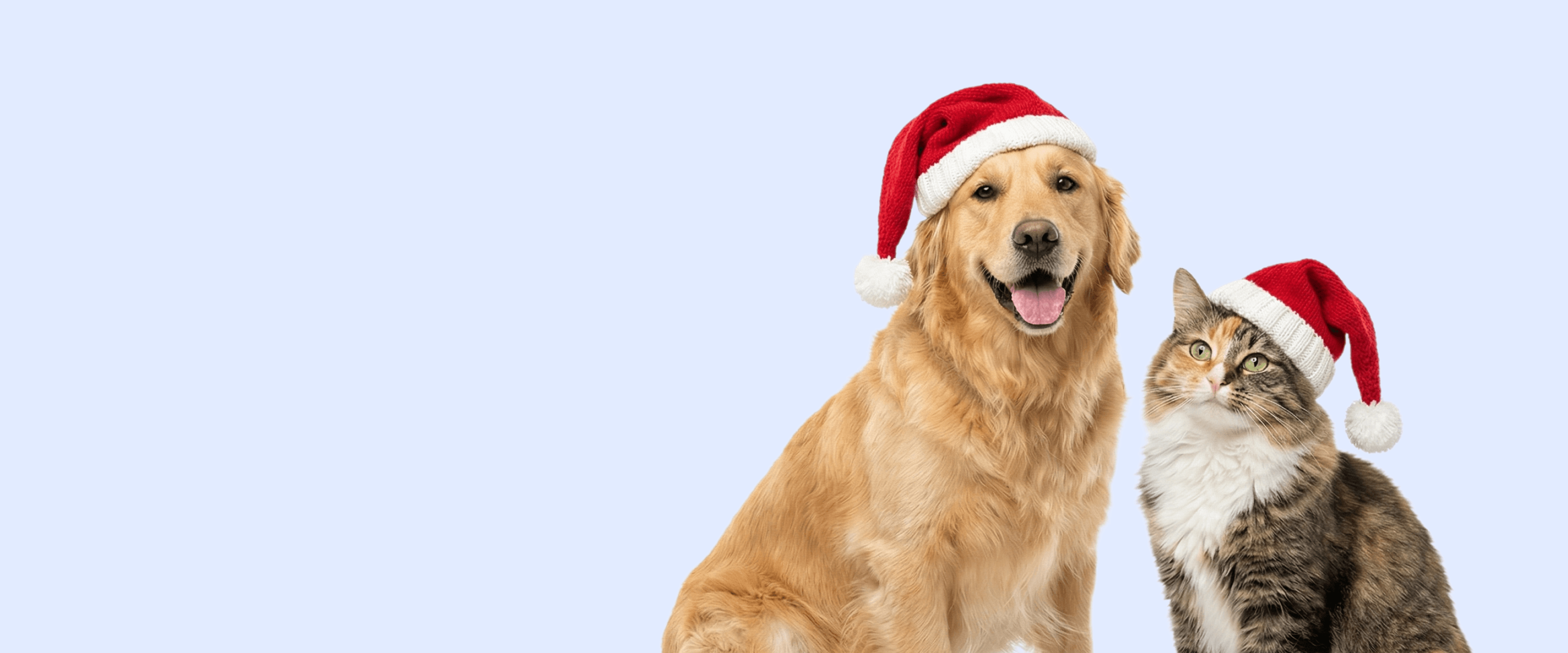 Kampagne Tierheim Berlin 2025 (Hero)