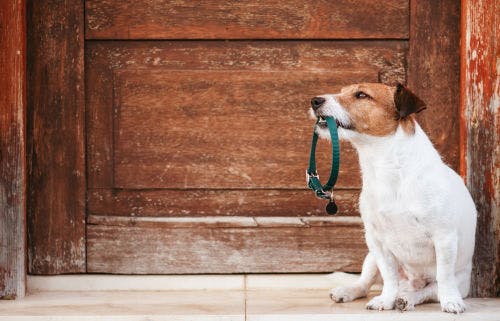 How to choose the right collar for your dog