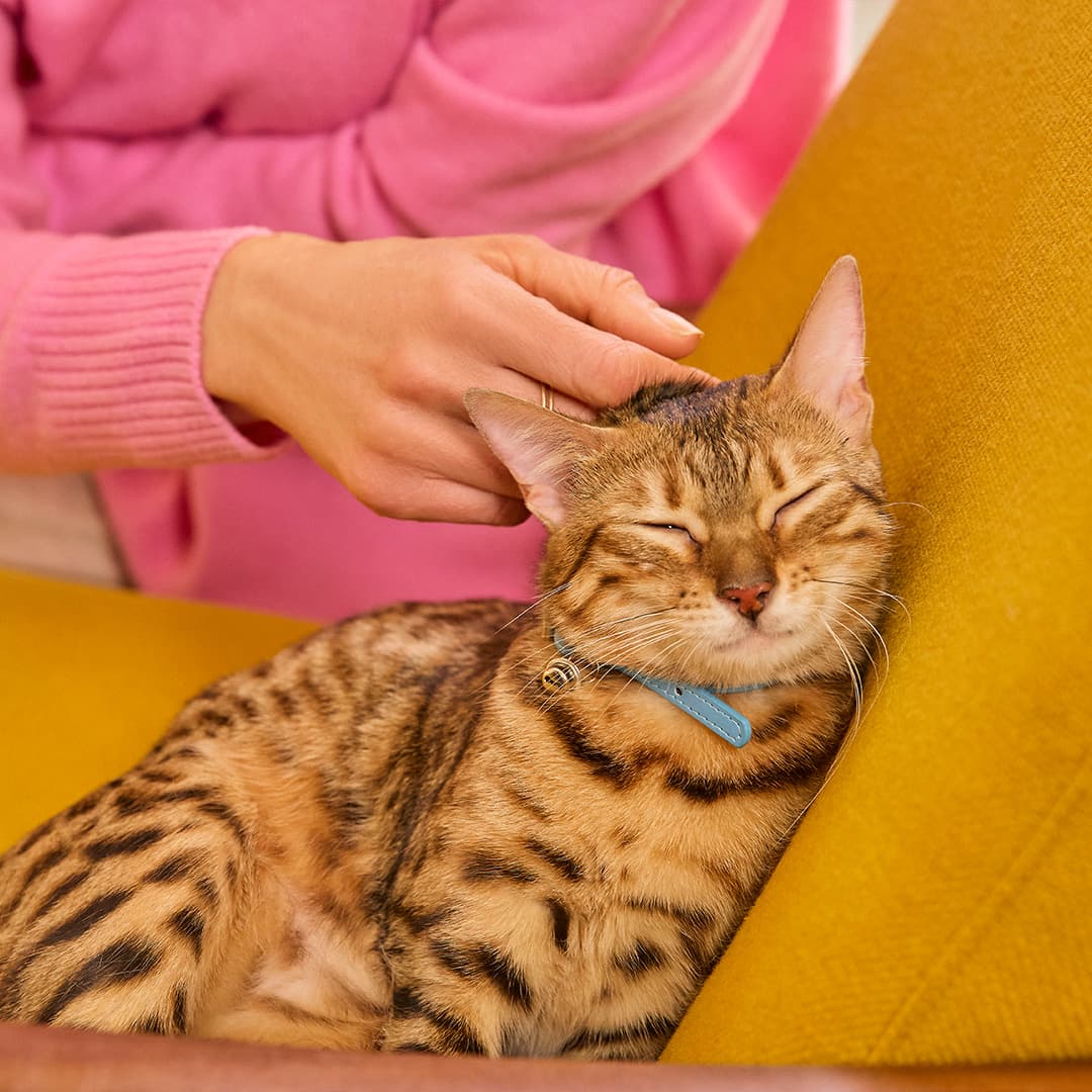 Bengal kattunge