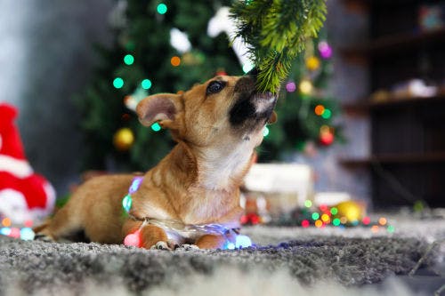 How to decorate the Christmas tree for the dog