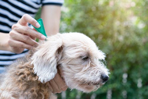 How to protect your dog against tick-borne diseases
