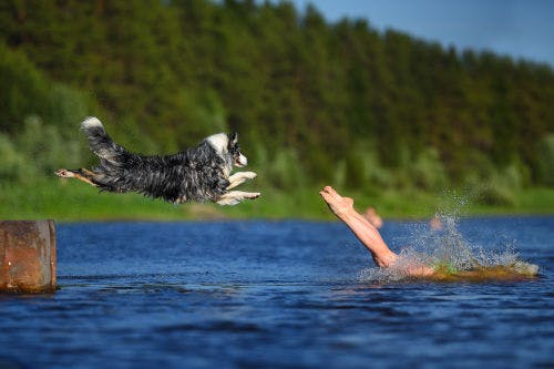 Positiva effekter av att simma för hundar