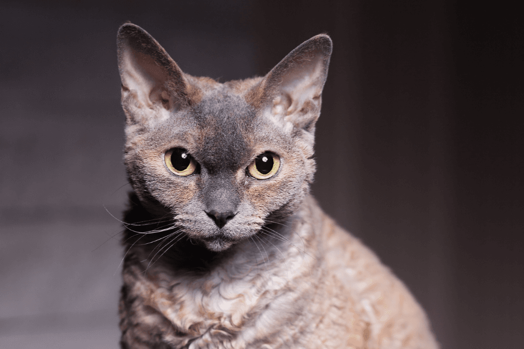 Devon Rst Devon Rex - Everything you need to know about the cat breed Devon Rex