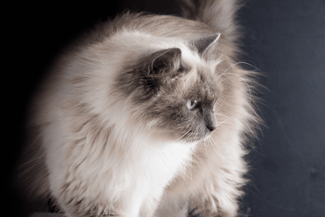 Domestic Cat - Everything you need to know about the cat breed Domestic ...