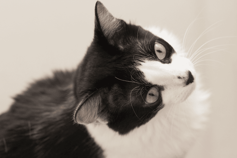 An Cat Domestic Cat - Everything you need to know about the cat breed Domestic ...