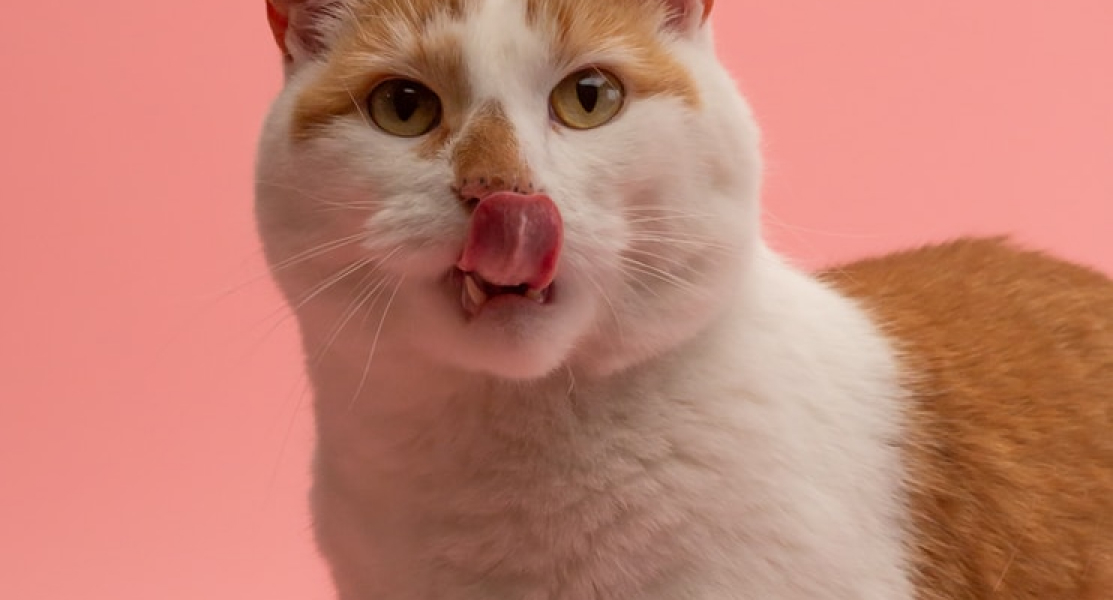 Cat big