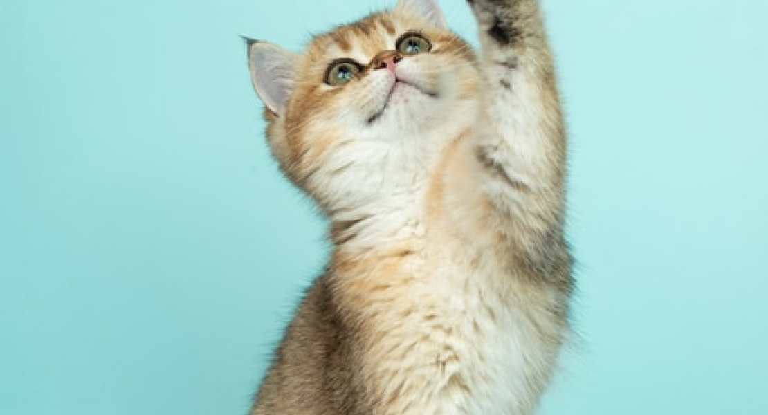 Cat medium