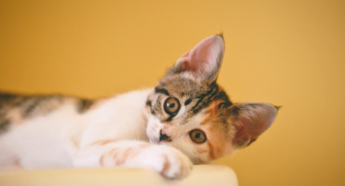 Cat small