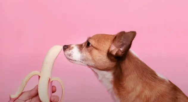 Dog medium