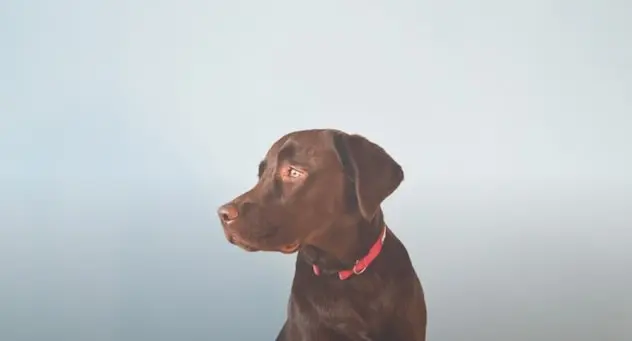 Dog small
